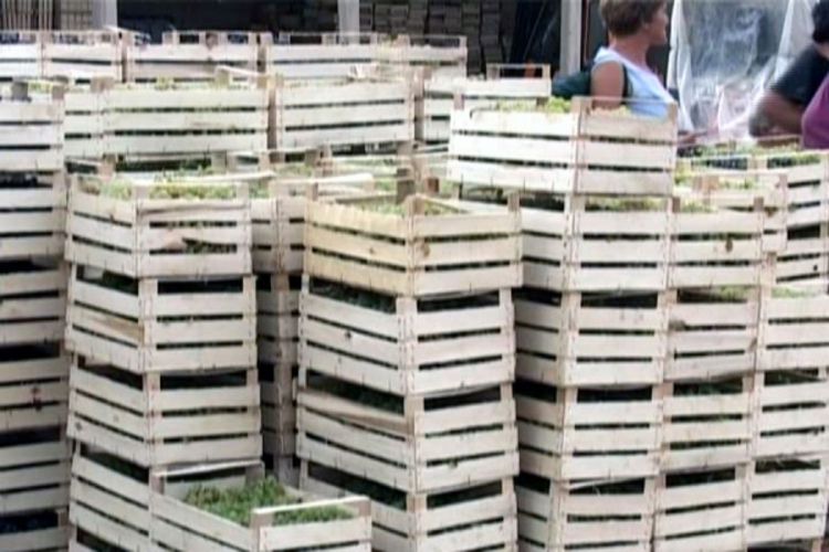 Grožđe obrano, radnicima isplaćene plate