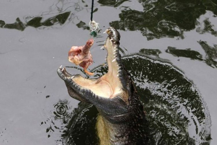 Krokodil izmiče potjeri