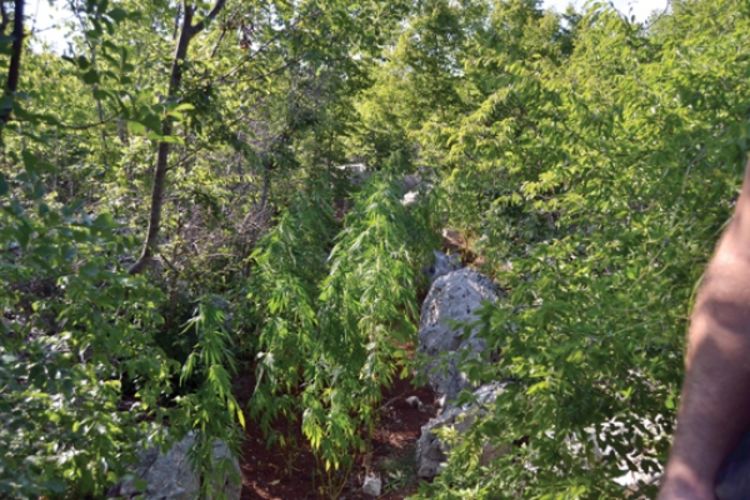 Pronađena marihuana i puškomitraljez