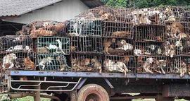 Rat vlasnika i kradljivaca pasa u Vijetnamu