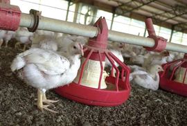 Ne žele peradarske farme pored kuća