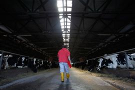 Cijene mlijeka ostaju iste, a farme se šire