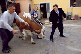 Ministra Čobankovića ganjala krava (Foto)