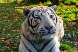 U Nepalu u toku projekat prikupljanja DNK bengalskog tigra