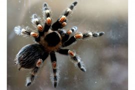 Otrov tarantule kao lijek protiv raka dojke