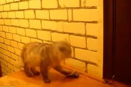 Svaki put kad dođe kući mačka pristojno zvoni na vrata (Video)