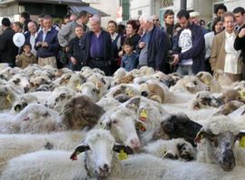 Protjerali 5 000 ovaca ulicama Madrida