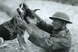 Koje su sve životinje služile u armijama svijeta