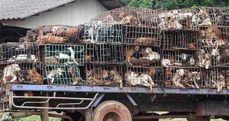 Rat vlasnika i kradljivaca pasa u Vijetnamu