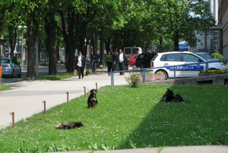Povećan broj udomljenih pasa