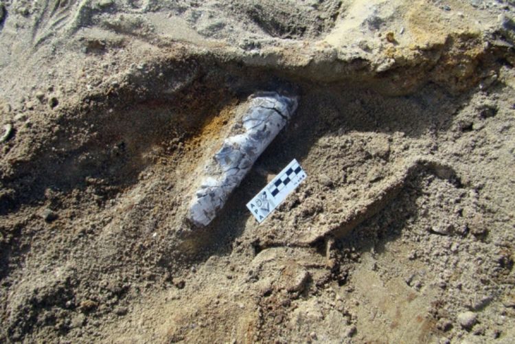 Pronađeni ostaci kita stari 49 miliona godina (Foto)