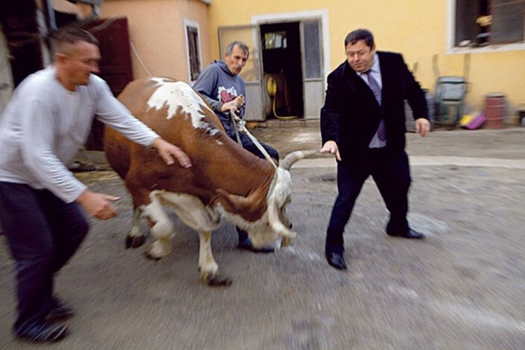 Ministra Čobankovića ganjala krava (Foto)