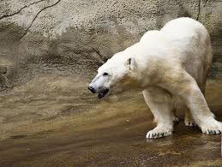 Desetine zvijeri pobjegle iz zoološkog vrta u Ohaju, škole zatvorene