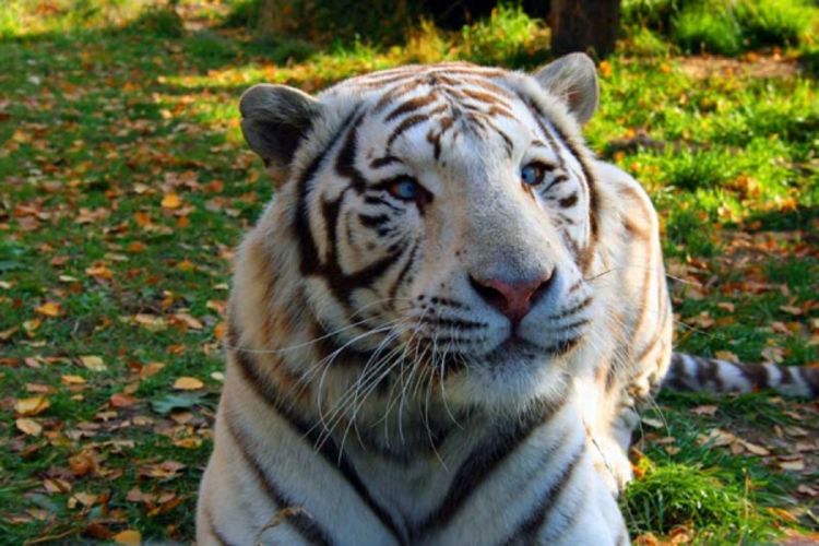 U Nepalu u toku projekat prikupljanja DNK bengalskog tigra