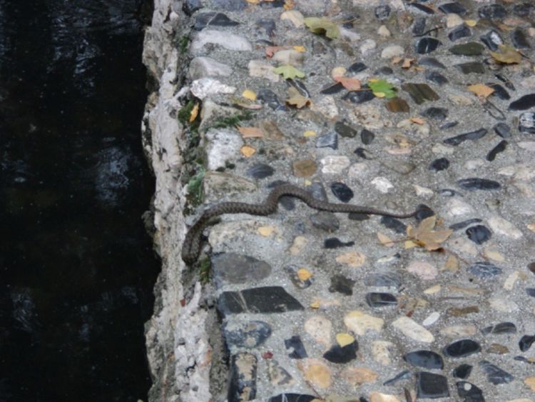 Poskok u centru Sanskog Mosta