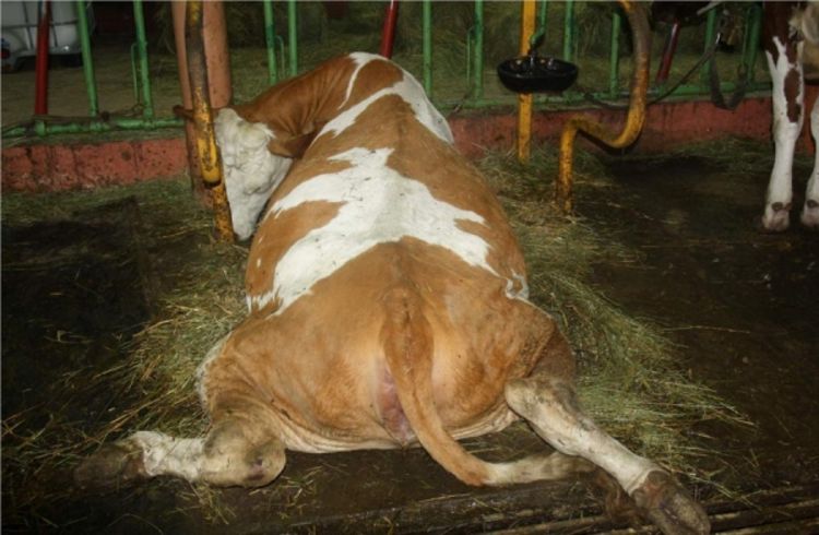 Stoka ugiba od gladi na napuštenoj farmi u Glamoču (Foto)