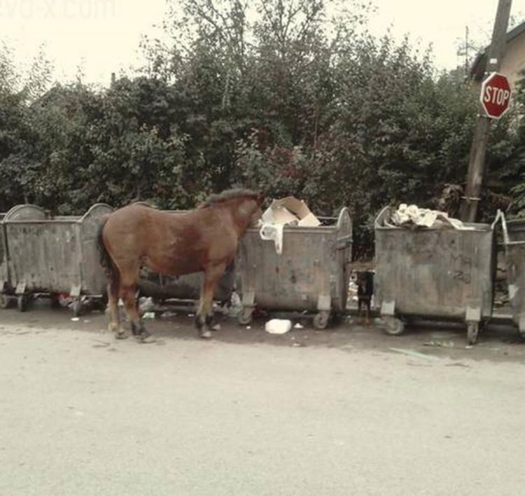 Konj luta Sarajevom i jede smeće iz kontejnera