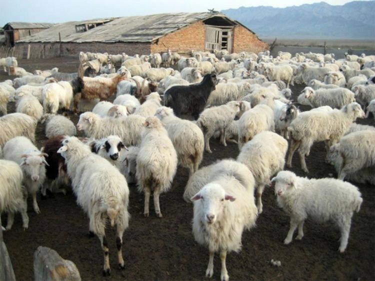 Antistresno čuvanje ovaca u Tesliću