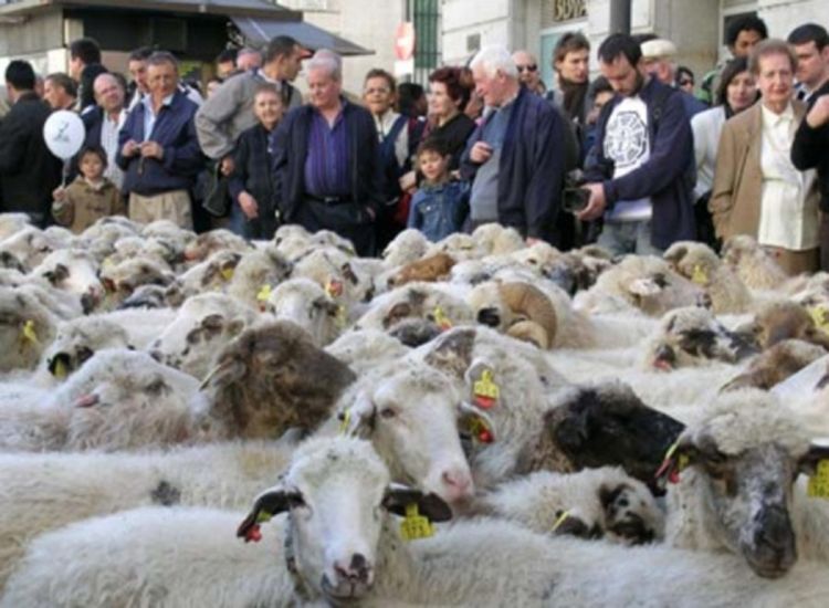 Protjerali 5 000 ovaca ulicama Madrida