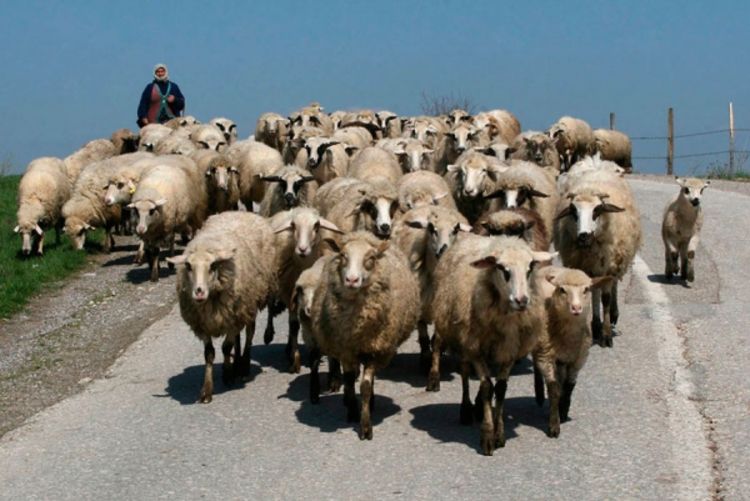 Čobanin ukrao 200 ovaca