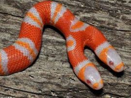 Dvoglava albino zmija