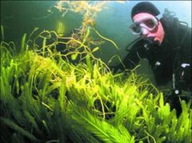 Alga ubica nestaje u Jadranskom moru