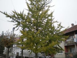 U Šamcu opstalo ginko ljekovito drvo (Foto)