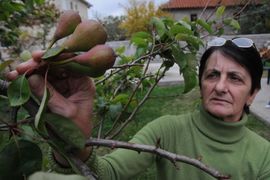 Kruška rodila po drugi put ove godine