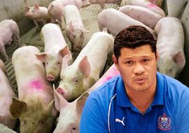 Ragbista kažnjen sa 100 svinja