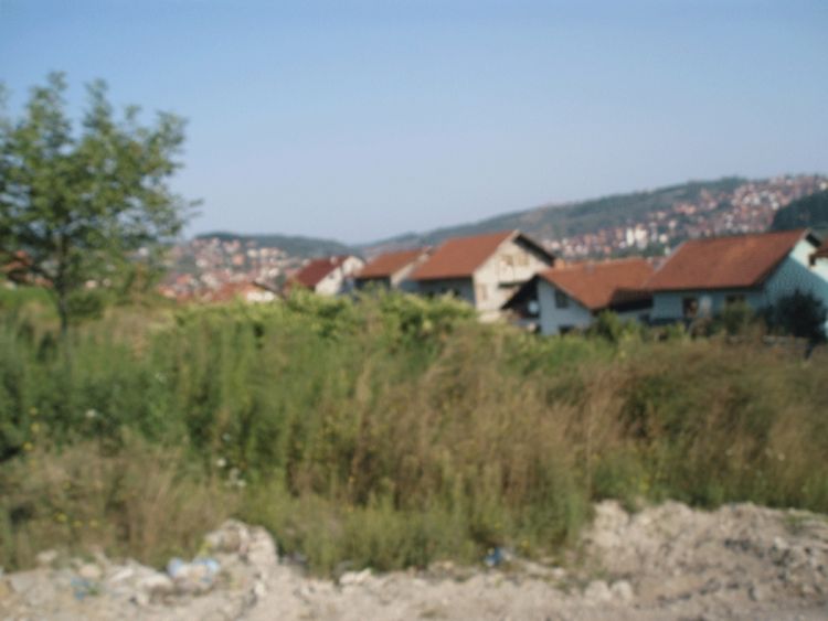 Plaćati građanima za čupanje ambrozije