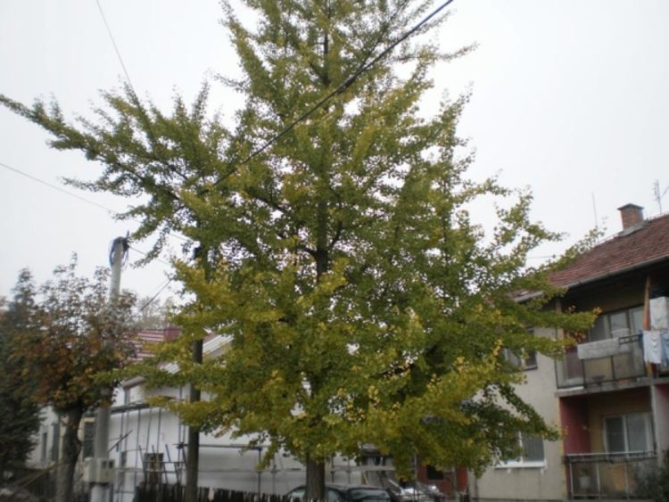 U Šamcu opstalo ginko ljekovito drvo (Foto)