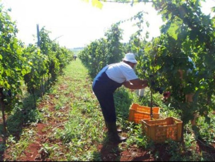 Radnici Agrokopa traže svoje zarade od berbe grožđa