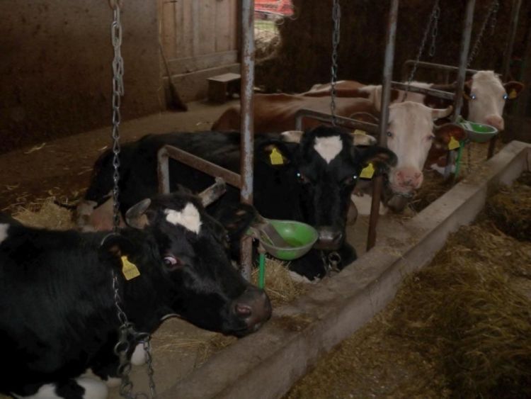 Krave u Trnopolju uživaju u  Betovenovoj muzici
