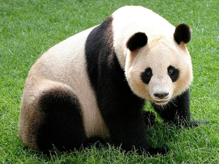 U pripremi čaj od pandinog izmeta