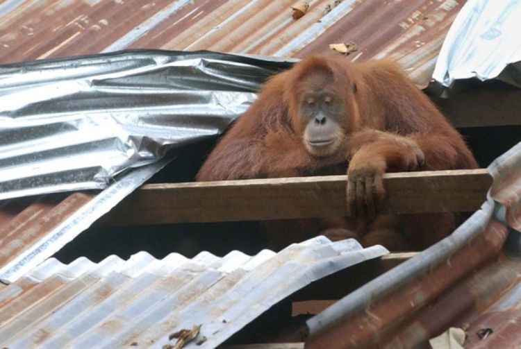 Pojačan lov ugrožava opstanak orangutana