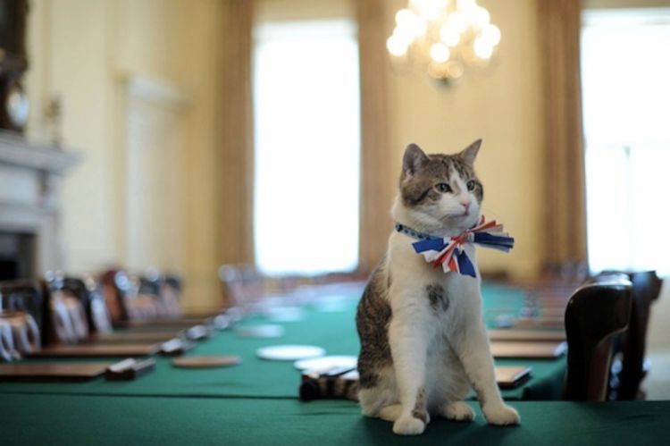 Lari, prvi mačak Velike Britanije