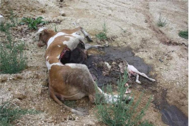 Inspekcija utvrdila zapuštenost farme Ziada Reiza