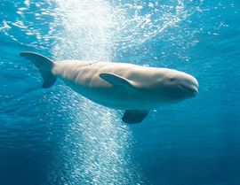 Vjetar i talasi ometaju spasavanje beluga kitova