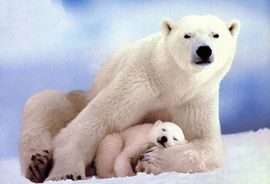 Polarnog medvjeda odgajaju ljudi