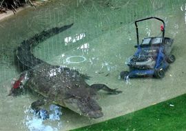 Australijski krokodil napao kosilicu