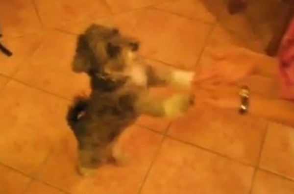 Pogledajte psa koji pleše na zadnjim šapama (Video)