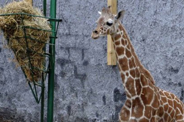 Uginula žirafa u beogradskom  zoo vrtu