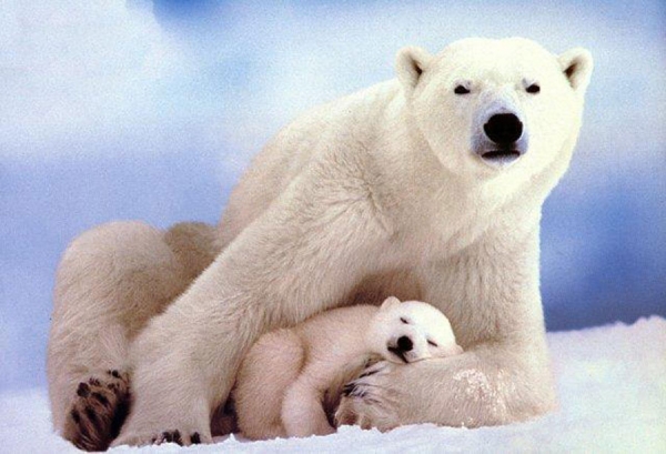 Polarnog medvjeda odgajaju ljudi