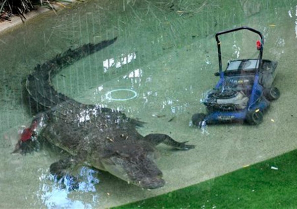Australijski krokodil napao kosilicu