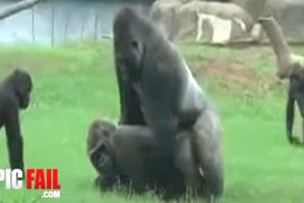 Gorila i ljubavnica uhvaćeni usred seksa (Video)