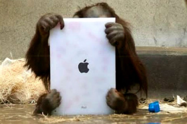 Orangutani na iPadu gledaju televiziju, sami sebe, druge orangutane te slikaju (Video)