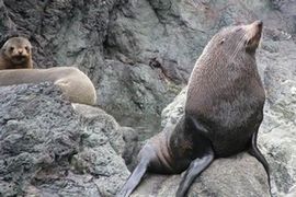 Na australijskoj plaži pronađene 53 uginule foke