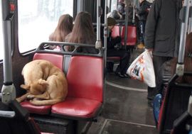 Sarajevo: U trolejbusu i pas lutalica