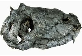Fosil najstarijeg predatora pronađen u Brazilu