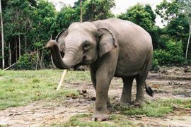 Sumatranski slon u opasnosti od nestanka